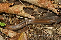 JCC0422 Coniophanes imperialis.JPG