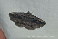 JCGM03050 Zale sp..jpg