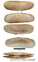 KT014 0375 Tagelus politus.JPG