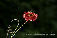 Xochiap 0561 Cosmos scabiosoides.jpg