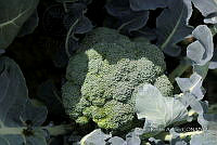 SG002 0057 Brassica oleracea.jpg