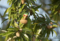 MASM07956 Amazona albifrons.jpg