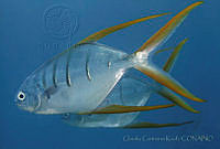CCK0295 Trachinotus rhodopus.jpg