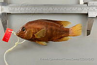 RQTG1218 Herichthys cyanoguttatus.jpg