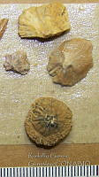RGG012 Dasyatis sp..jpg