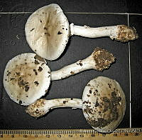 RGO0421 Amanita sp..JPG
