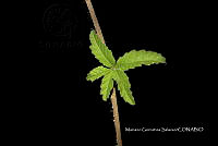 Ayotox 0587 Merremia cissoides.jpg