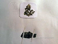 KT016 0086 Anabaina oscillarioides.jpg