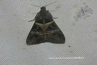 JCC0002 Melipotis perpendicularis.JPG