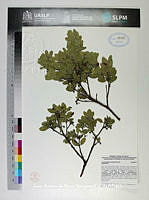 JAdNV0233 Arctostaphylos pungens.JPG