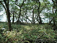 LRGA028 Rhizophora mangle y Acrostichum aureum.jpg