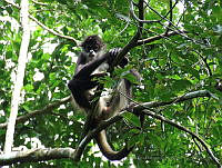 JGCA003 Ateles geoffroyi.jpg