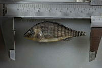 NE002 0250 Oreochromis spp.NEF