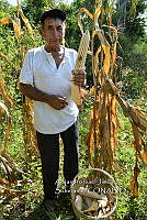 AIJS 001 Zea mays.jpg