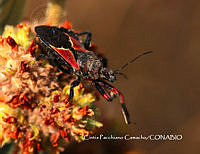 MN6PG0111 Apiomerus montanus.jpg