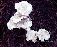 ZG013 0573 Tyromyces chioneus.jpg