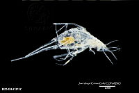 ME006 Z 0456 Scina crassicornis - (Fabricius, 1775).jpg