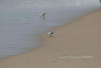 HJ6- 1847- Calidris alba.jpg