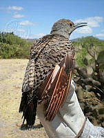 KMS0018 Colaptes auratus.jpg