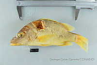 SGQ0626 Lutjanus apodus.jpg