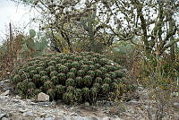 IMDOC 4972 Ferocactus robustus.jpg