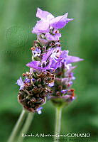 RAMGF 0001 Lavandula dentata.jpg