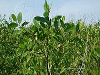UM002 S0067 Laguncularia racemosa.jpg