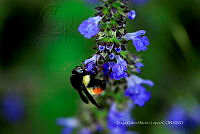 DGML 005 Bombus.jpg