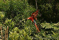 CEOV0014 Ara macao.jpg