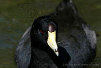 CNS0407 Fulica americana.jpg