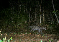 MALB0006 Leopardus pardalis.jpg