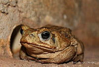 BG01 Rhinella marina.jpg