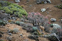 MN6F0023 Odocoileus hemionus.jpg