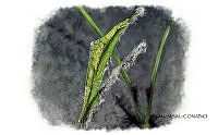 NE018 1268 Tozeuma carolinense_contexto.jpg