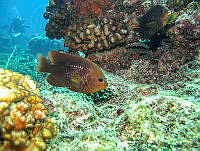 ISA027 Stegastes rectifraenum.jpg