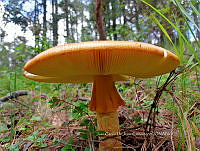 JCDJC 0015 Amanita bassi.jpg