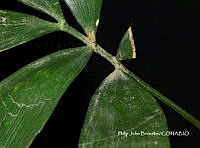 PJB ME014 233 Zamia paucijuga.JPG