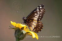 ZAPF0367 Catasticta nimbice.jpg