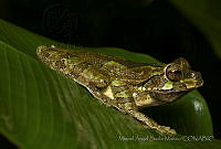 MASM04904 Smilisca baudinii.jpg