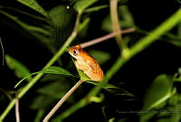 FAIP01 Dendropsophus microcephalus.jpg