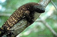 GC0082 Heloderma horridum.jpg