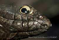 MASM02206 Masticophis flagellum.jpg