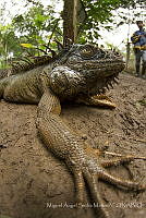 MASM07958 Iguana iguana.jpg
