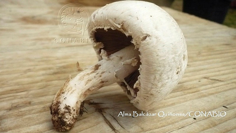 ZG007%200107%20Agaricus%20bisporus.jpg.iieK5vjzMYXDGR1jQA3g0JtbmFja29CbnFuZ3NAbXJ6LGtwZwA.mVg4lYgop1