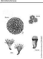 JMRM0035 Mammillaria herrerae.jpg