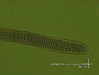 KT016 0035 Oscillatoria sp..jpg
