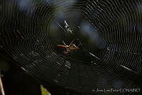 JLP0024 Micrathena sp..jpg