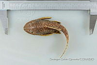 SGQ2463 Pterygoplichthys disjunctivus.jpg