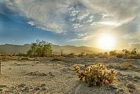 EGS04 Cylindropuntia sp..jpg