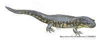 MAPM1317 Ambystoma silvense_adulto.jpg